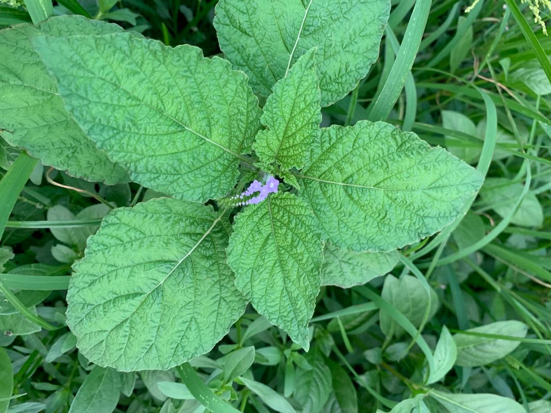 Shabby Herbs