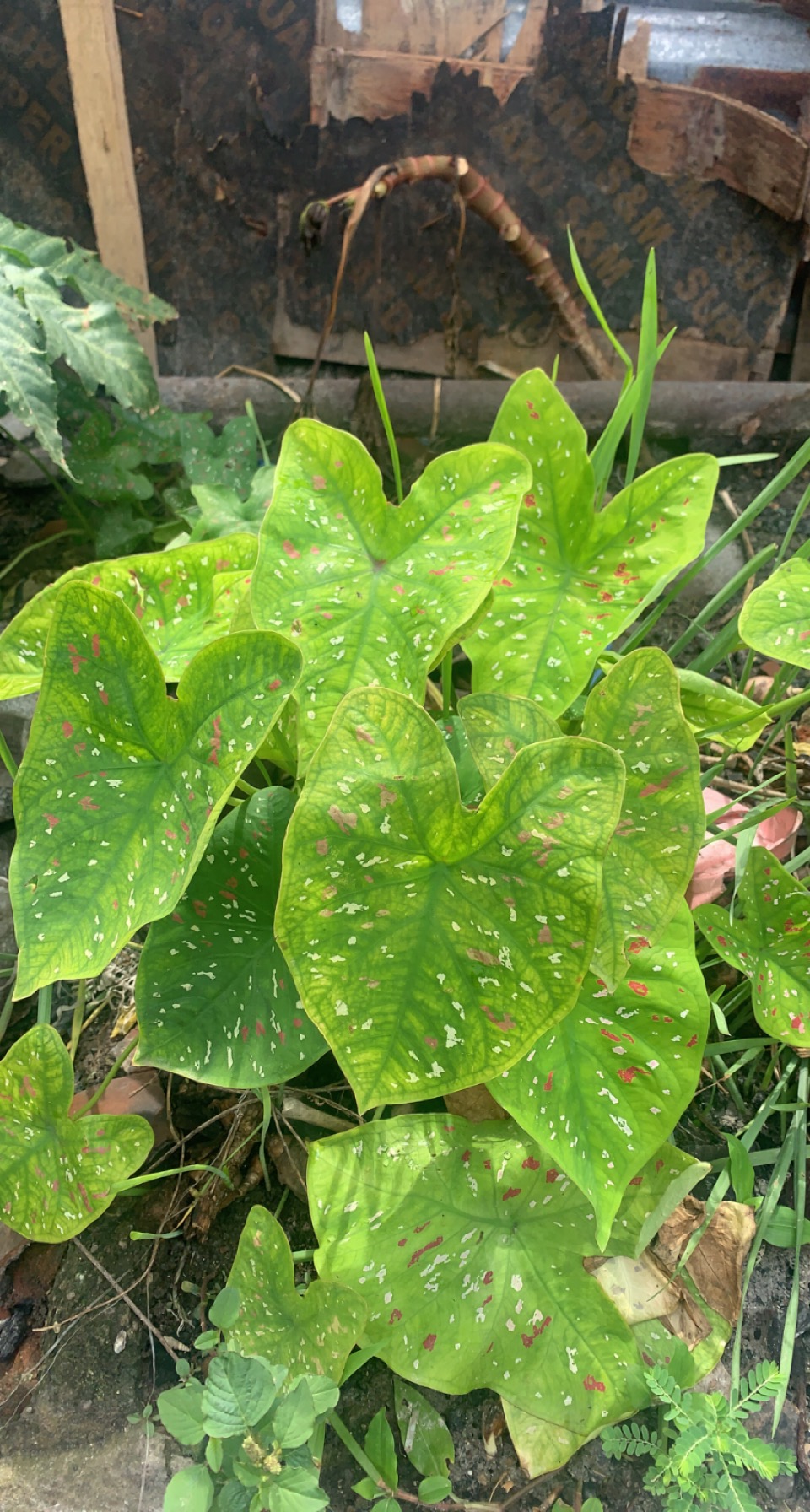 Shabby Herbs