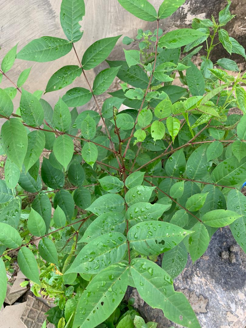 Shabby Herbs