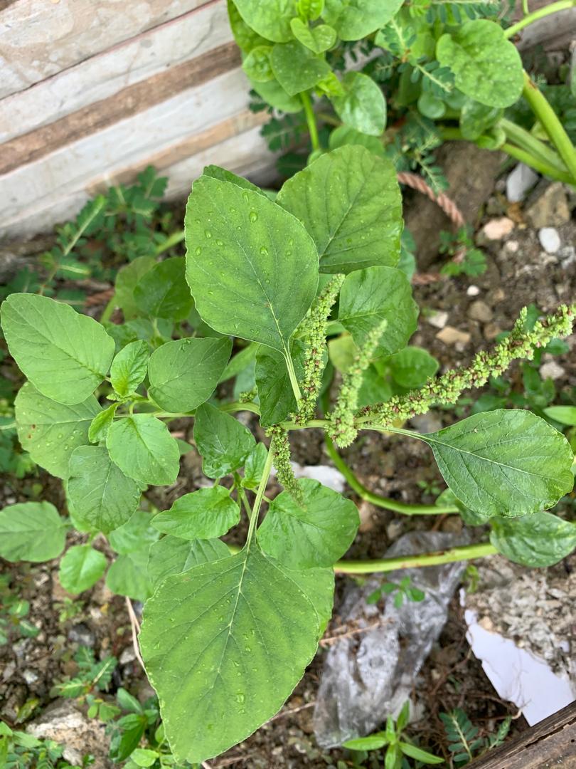 Shabby Herbs