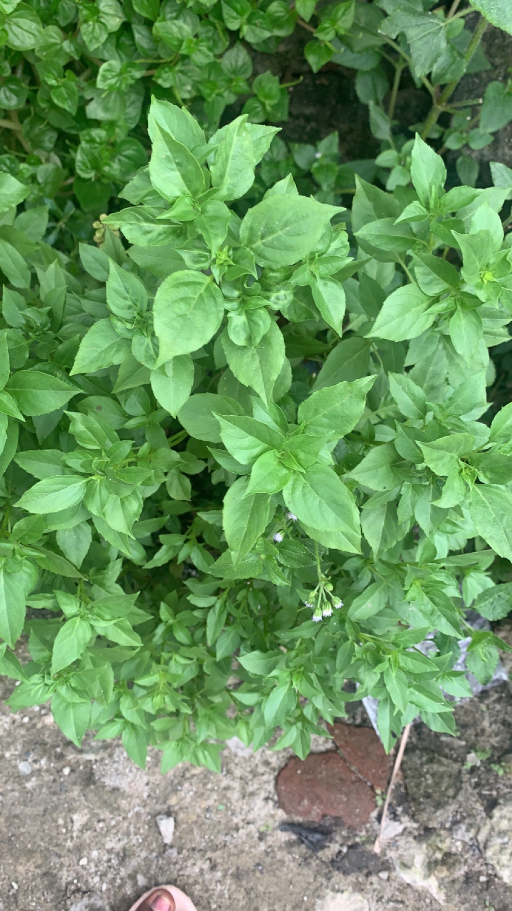 Shabby Herbs