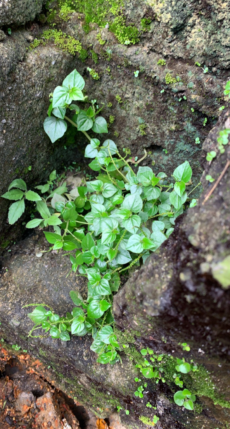 Shabby Herbs